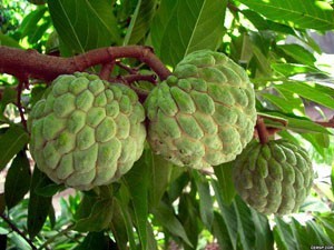 番荔枝