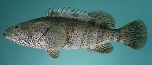石斑魚(yú)