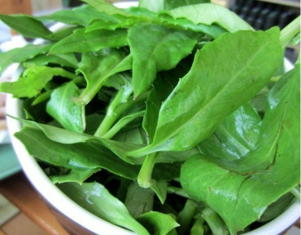 鹿舌菜