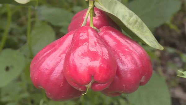 大葉紅蓮霧