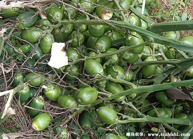 檳榔果