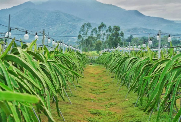 東方某火龍果種植基地