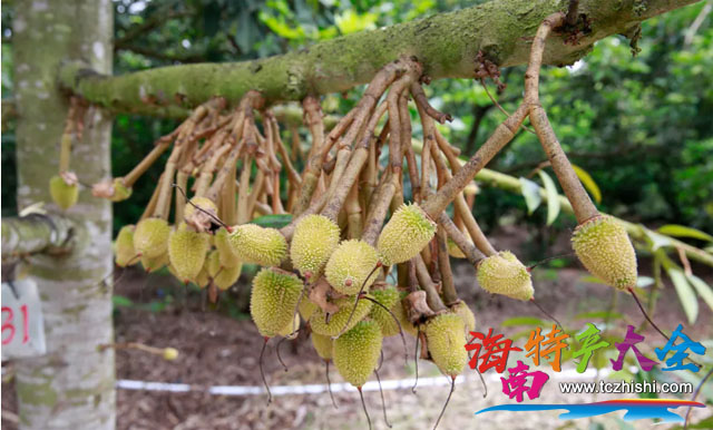 基地內的榴蓮幼果