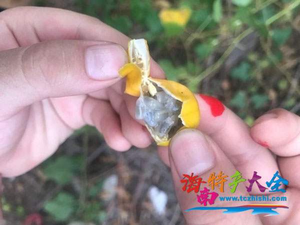 龍珠果肉與百香果肉十分相似