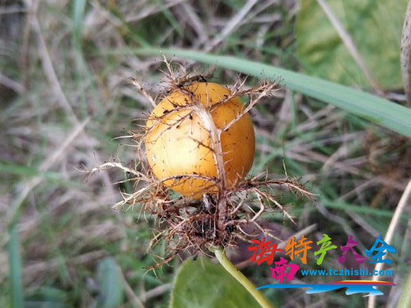 已經(jīng)成熟的龍珠果