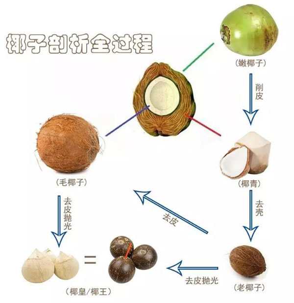 椰子剖析全過(guò)程